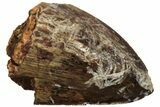 Serrated, Fossil Phytosaur (Redondasaurus) Tooth - New Mexico #219332-1